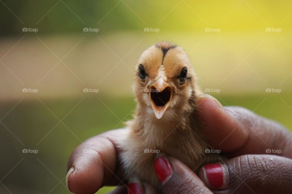 chick