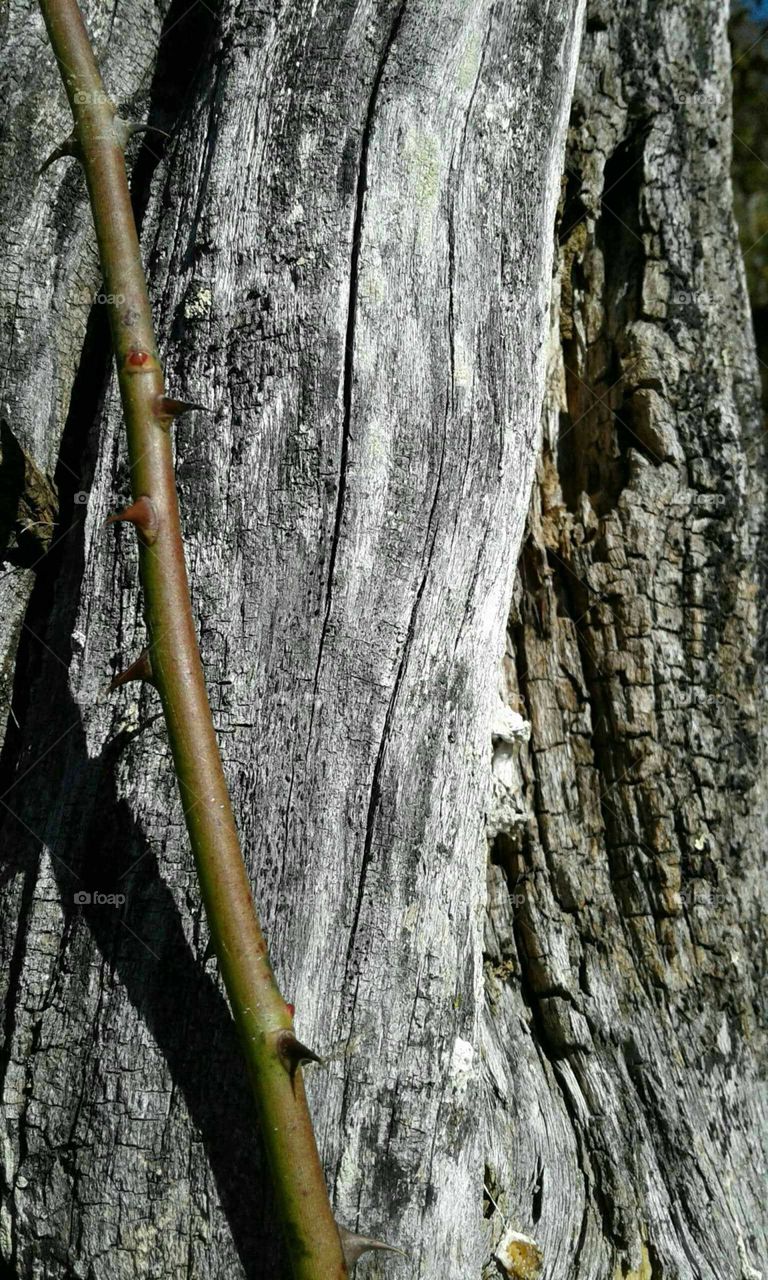 Fence Post & Thorns