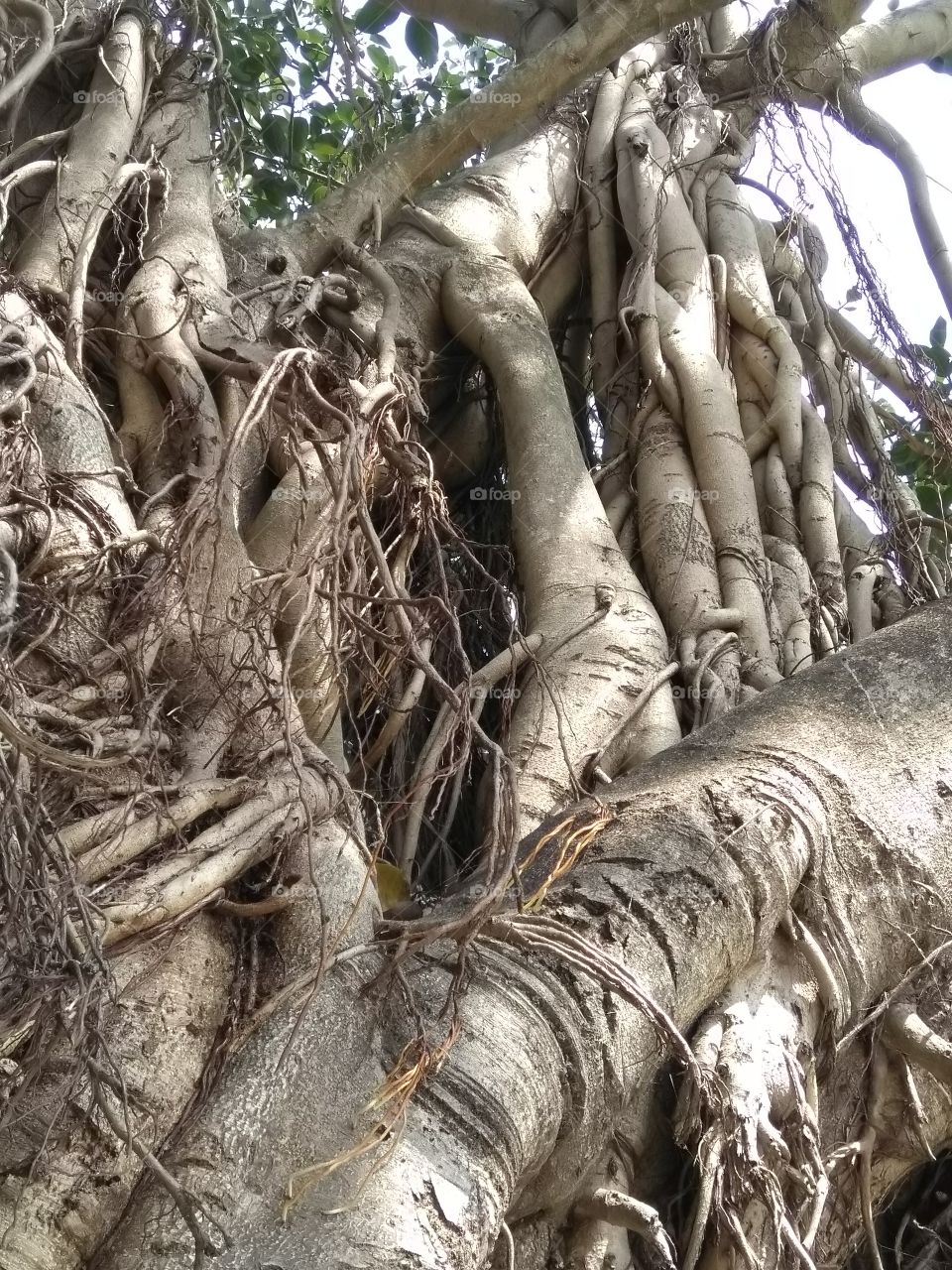 beautiful old tree image