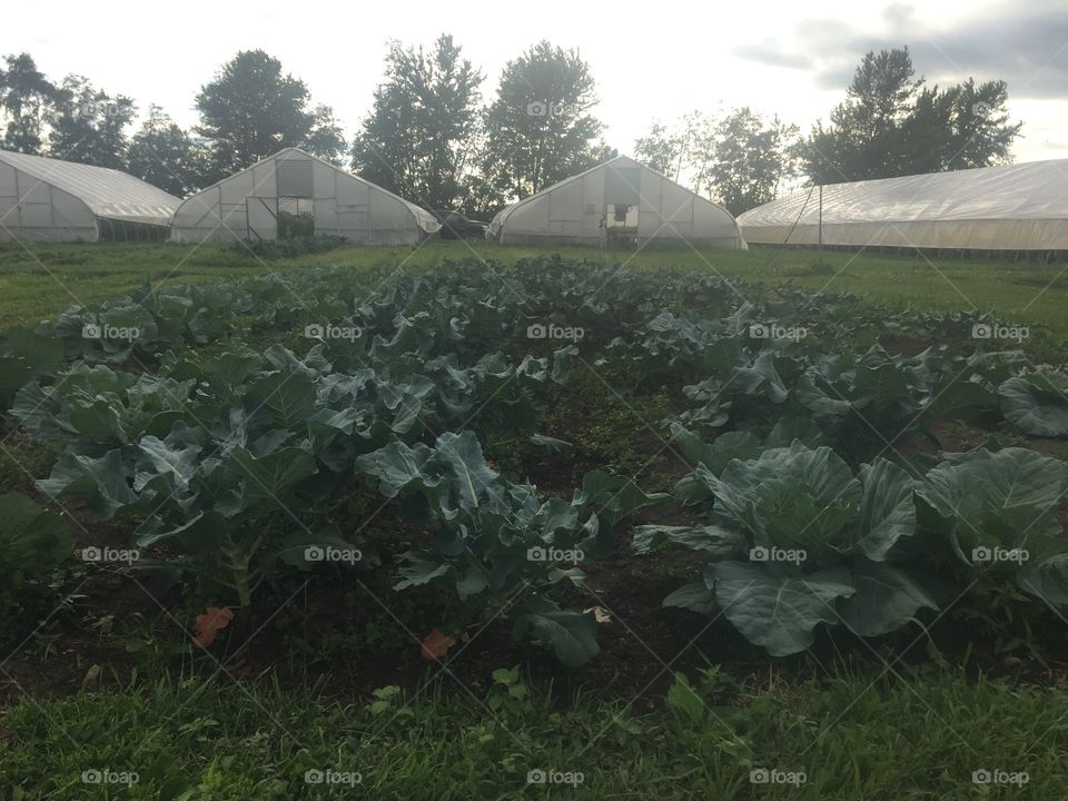 Organic Cabbage Field