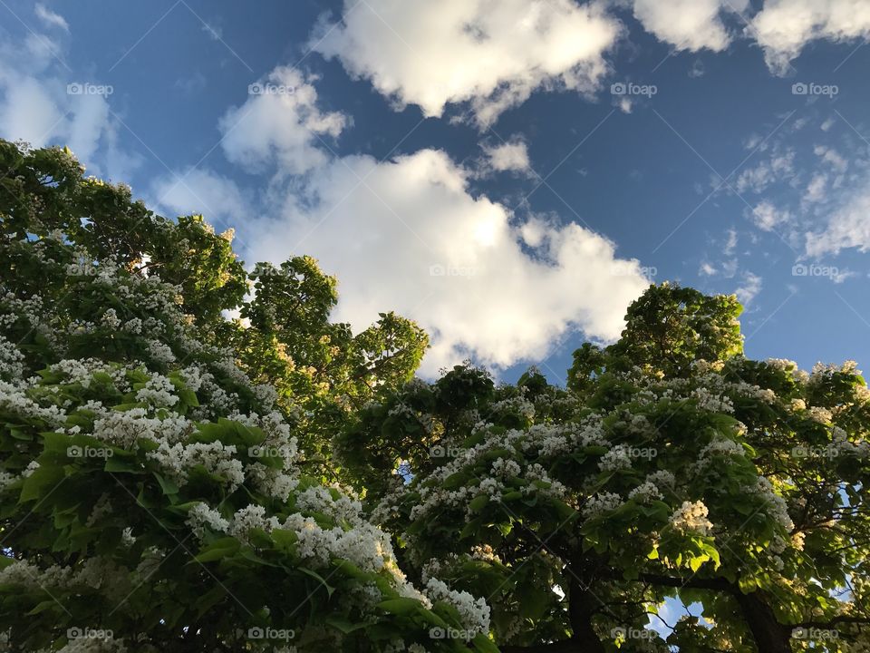 Pretty tree with a beautiful cloud filled sky in the back. 