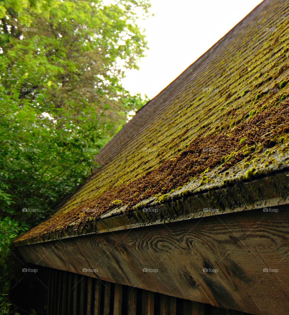 Mossy roof and trees in park. 
