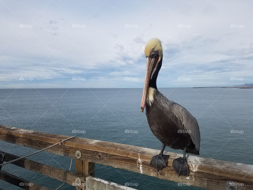 Water, No Person, Sea, Bird, Ocean