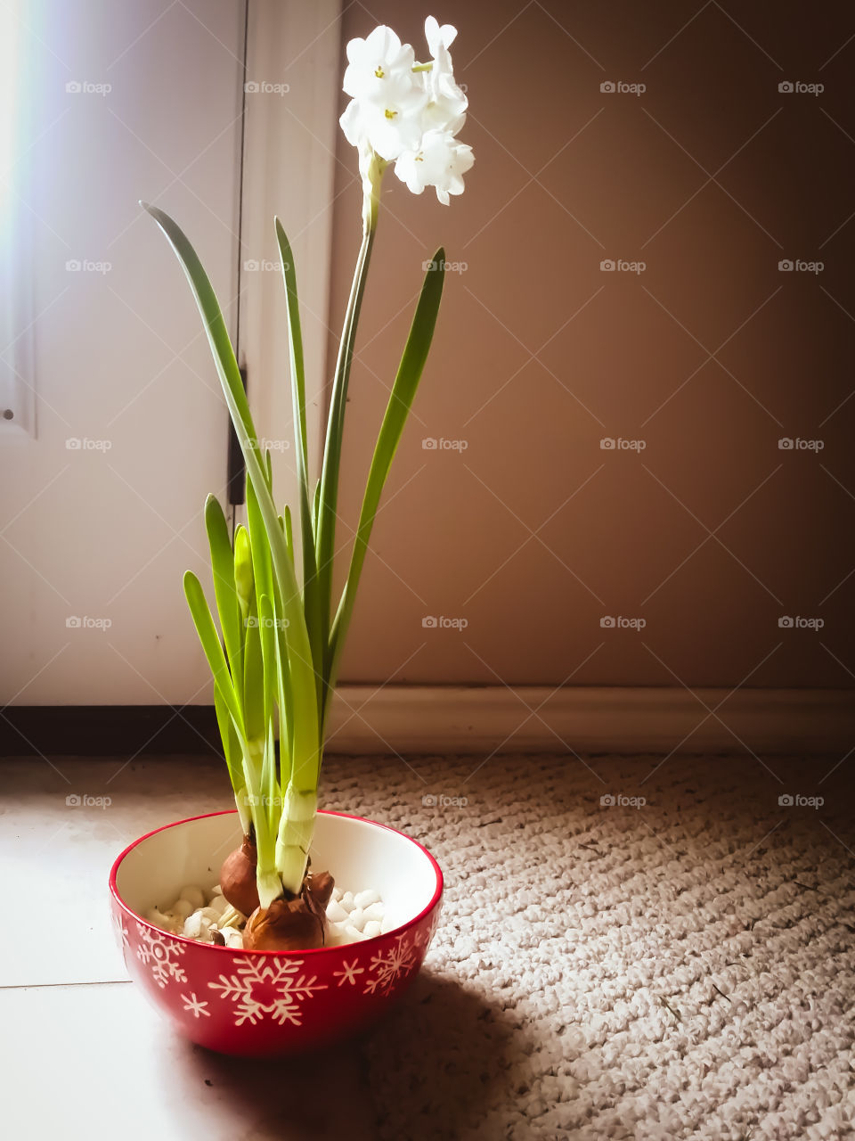 A bulb plant growing in rocks in a bowl inside with a white flower