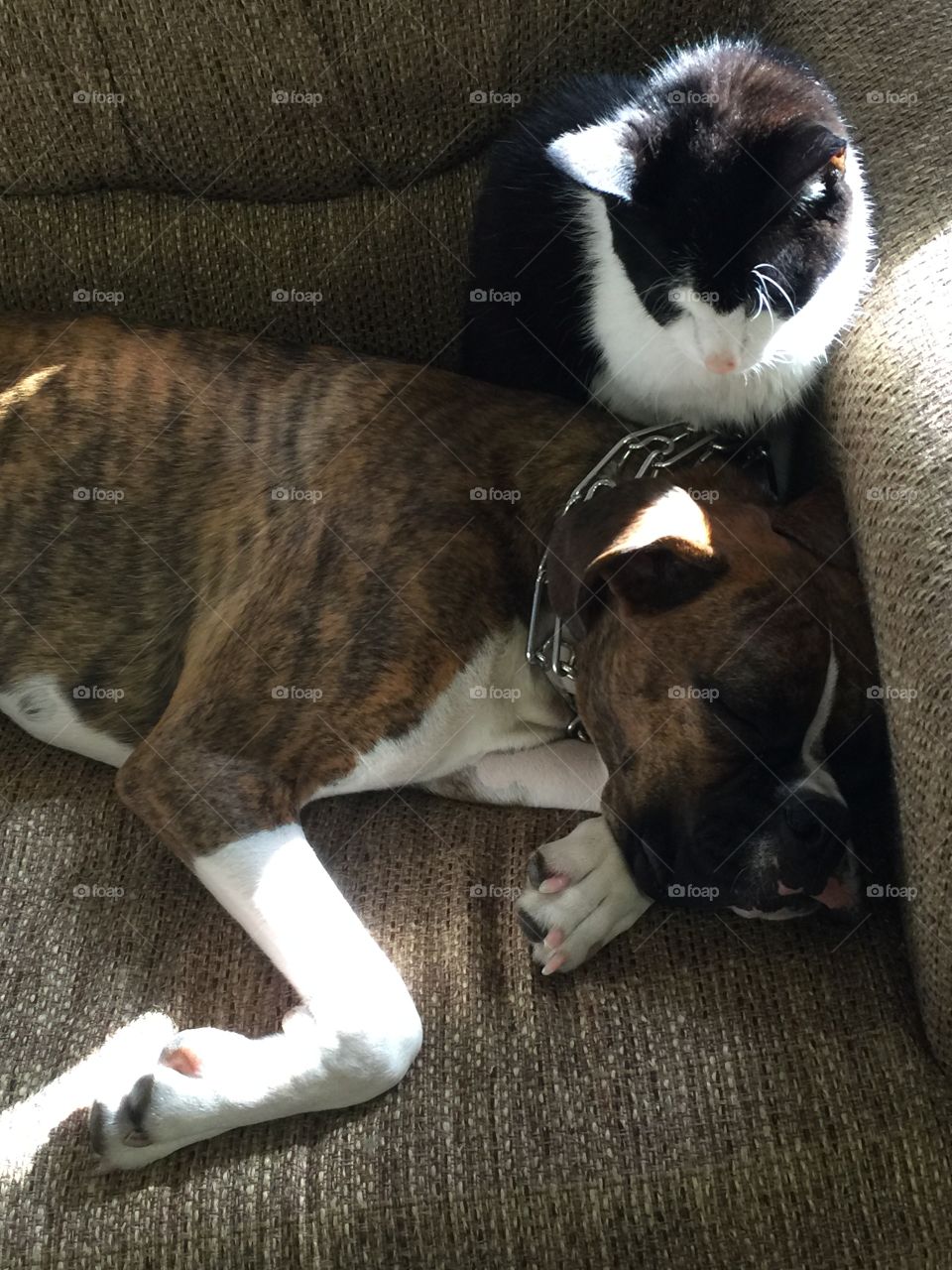 Two animals sitting in room