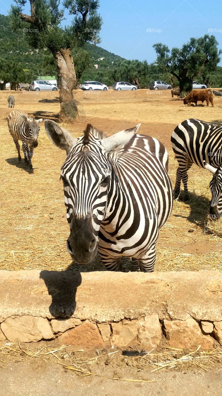Zebra 🦓