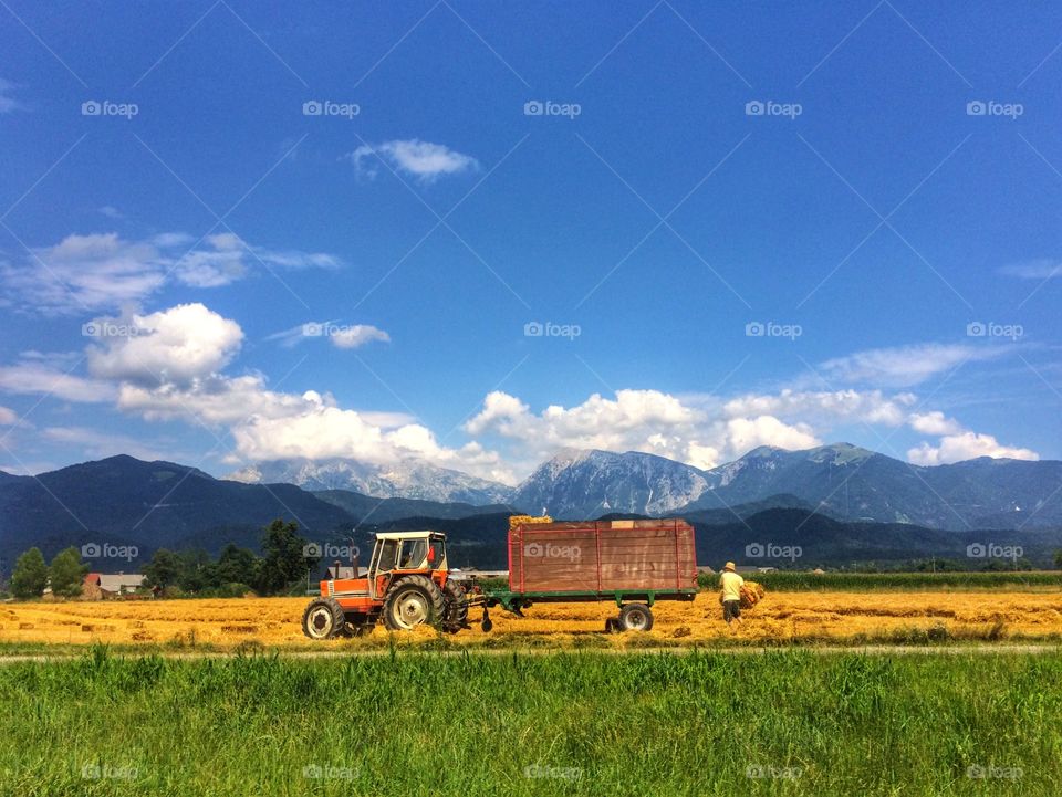 Agriculture, Farm, No Person, Cropland, Rural