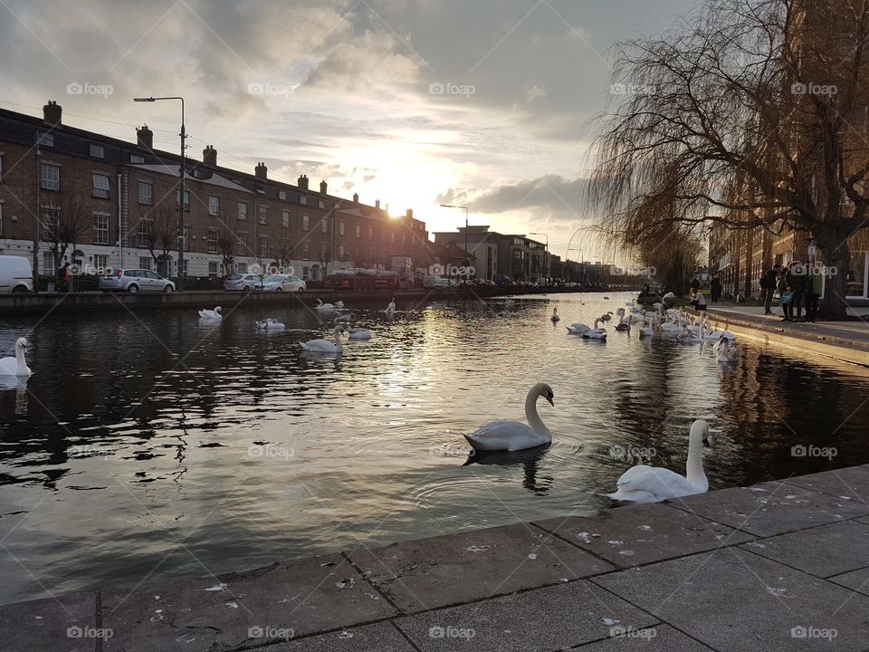 Sunset over swans