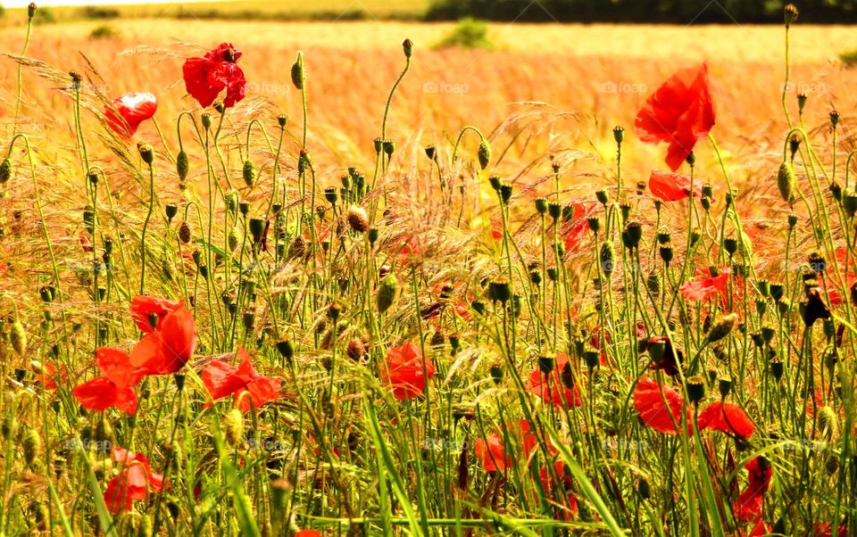 poppies