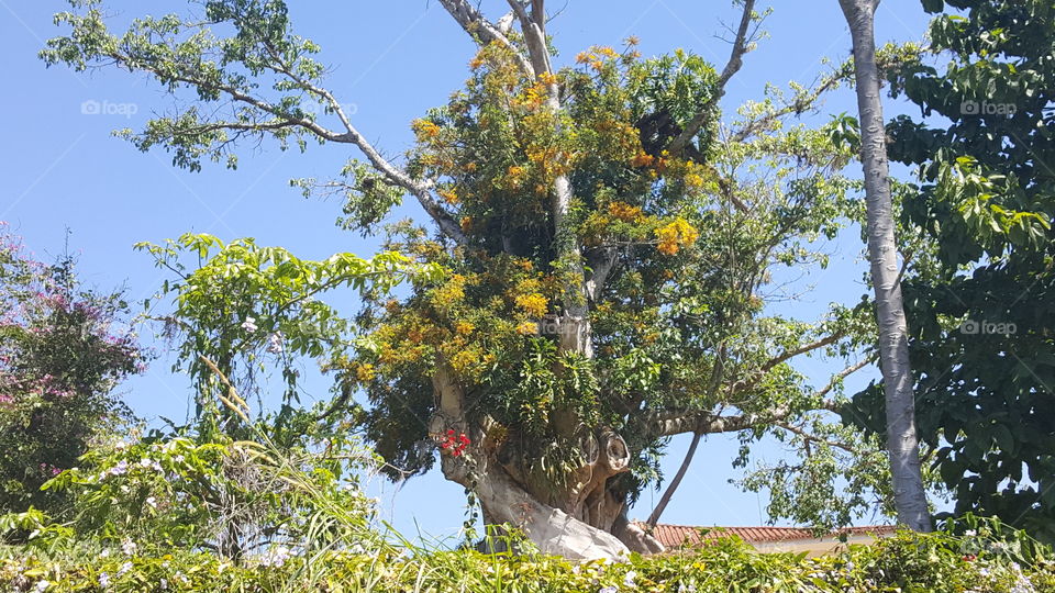 Brazilian Tree.