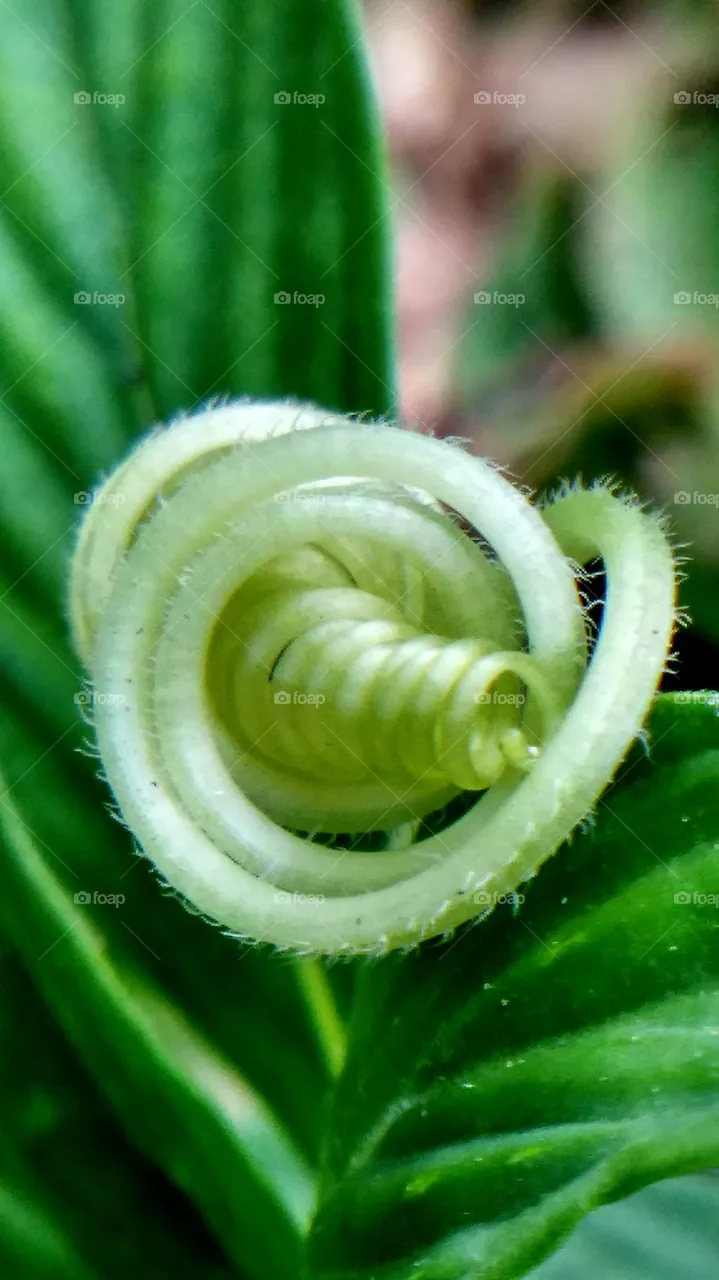 grass