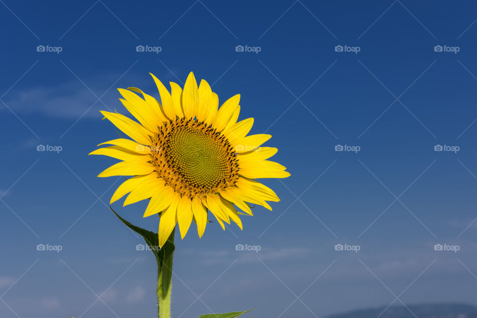 A simple sunflower in the blue sky