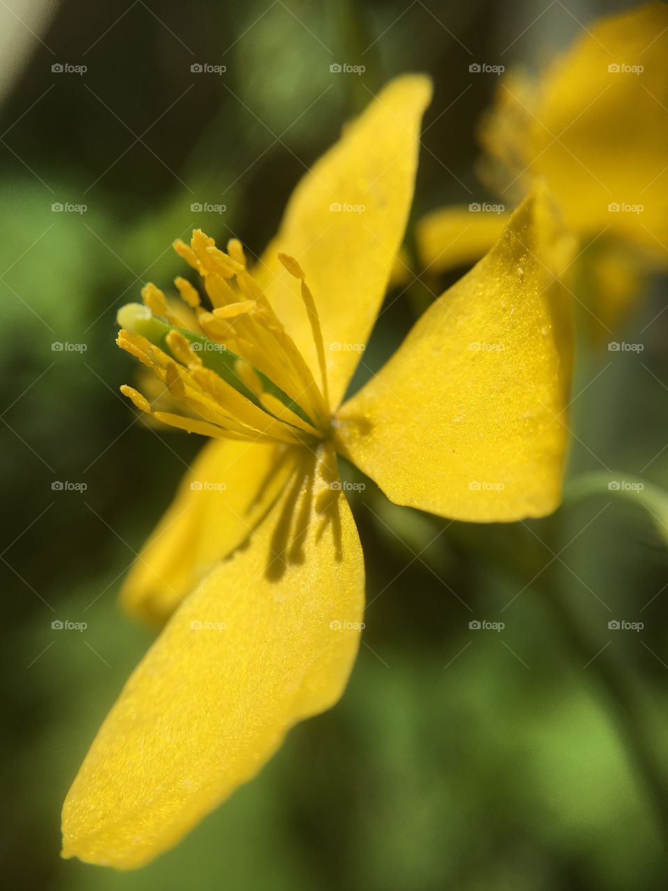 Yellow flower