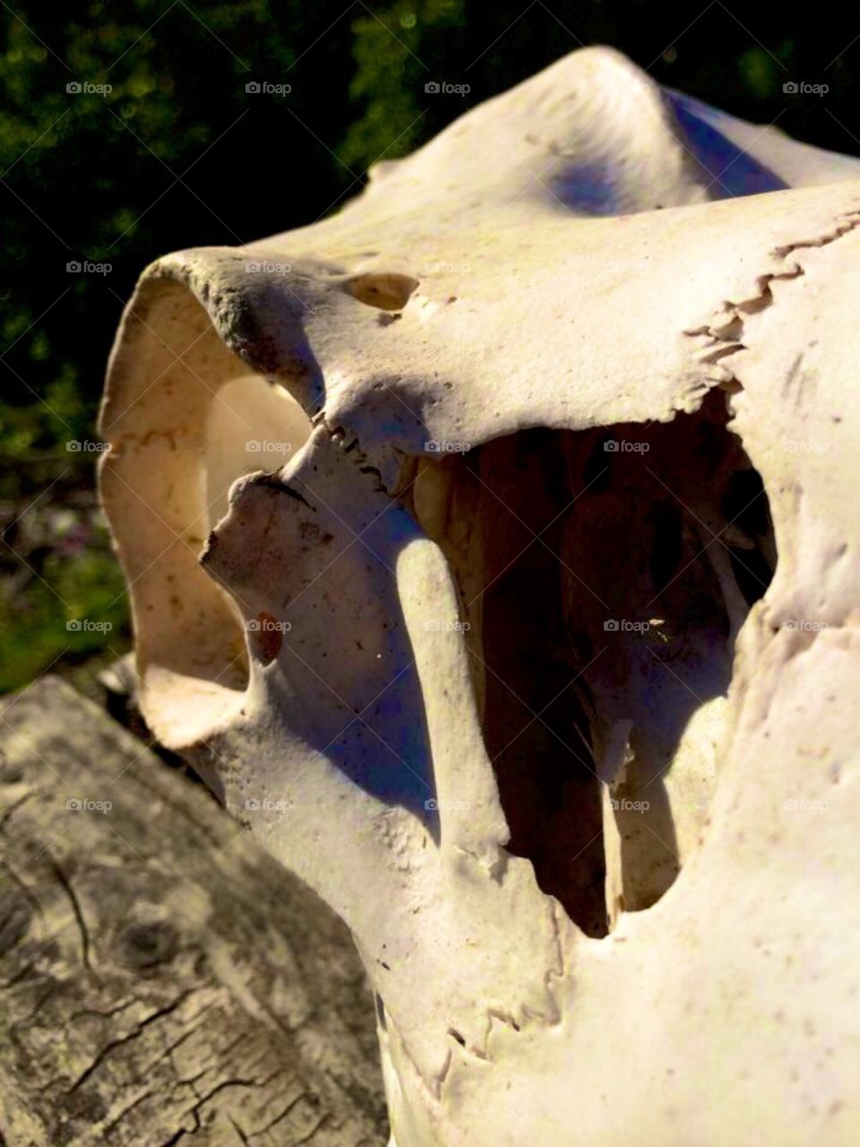 Elk skull