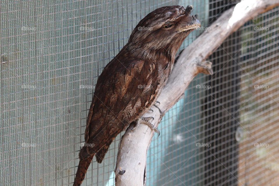 A tawny frogmouth owl, leaning outward, pretending to be a branch