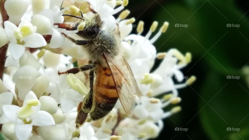 Bee working on white flowers