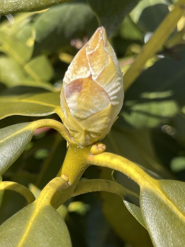 Beautiful bud