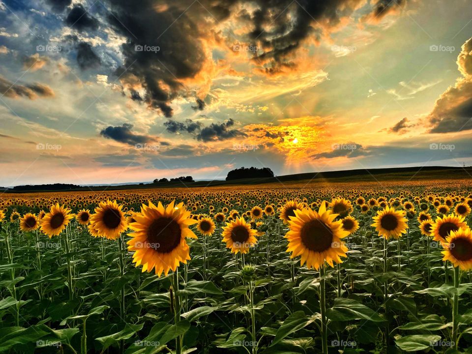 Sunflower fields Chambersburg pa sunsetting over the field leschers poultry farm  