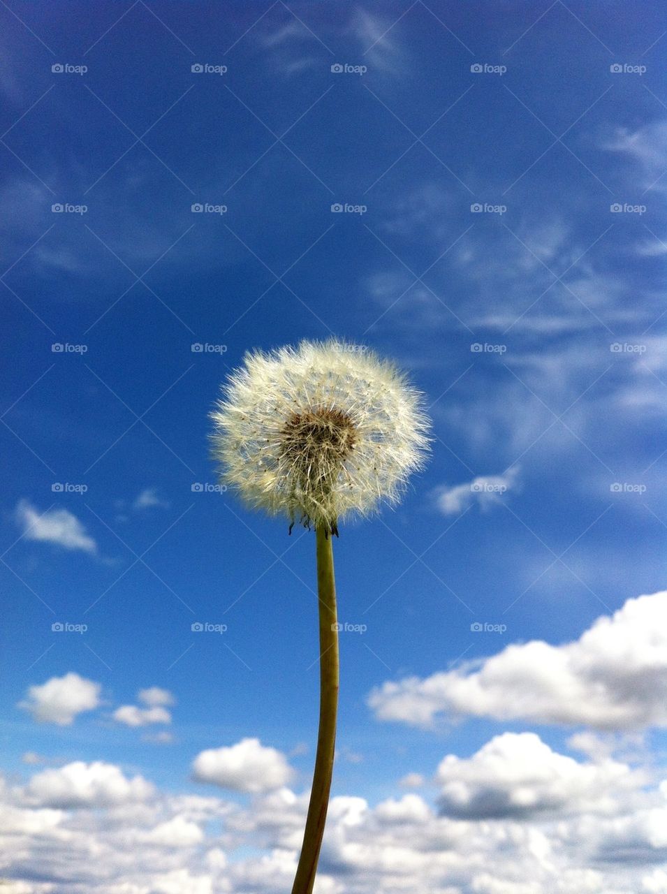 Dandy Sky