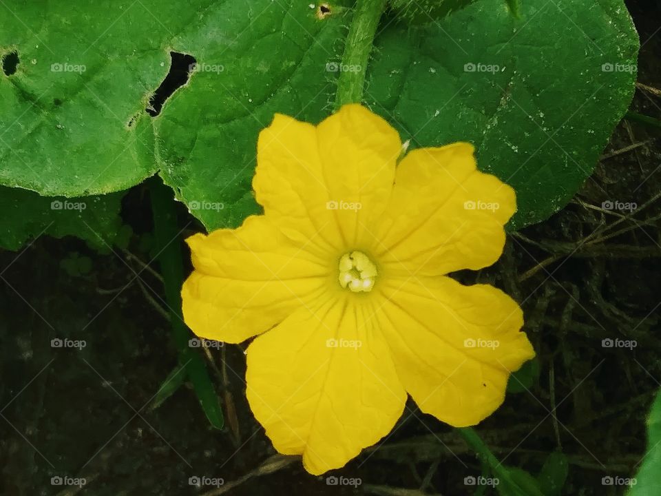 cucumber blossom