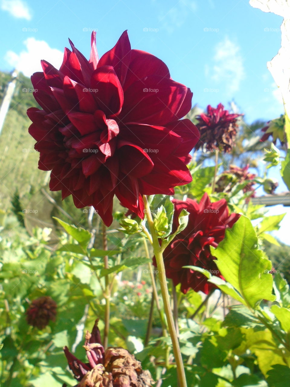 טבע, עלים, בוש, גינה, פרחים דחליה.