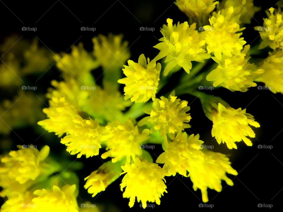 Yellow flower macro