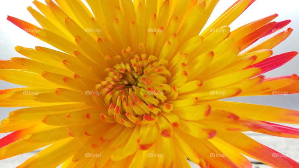 Studio shot of yellow flower