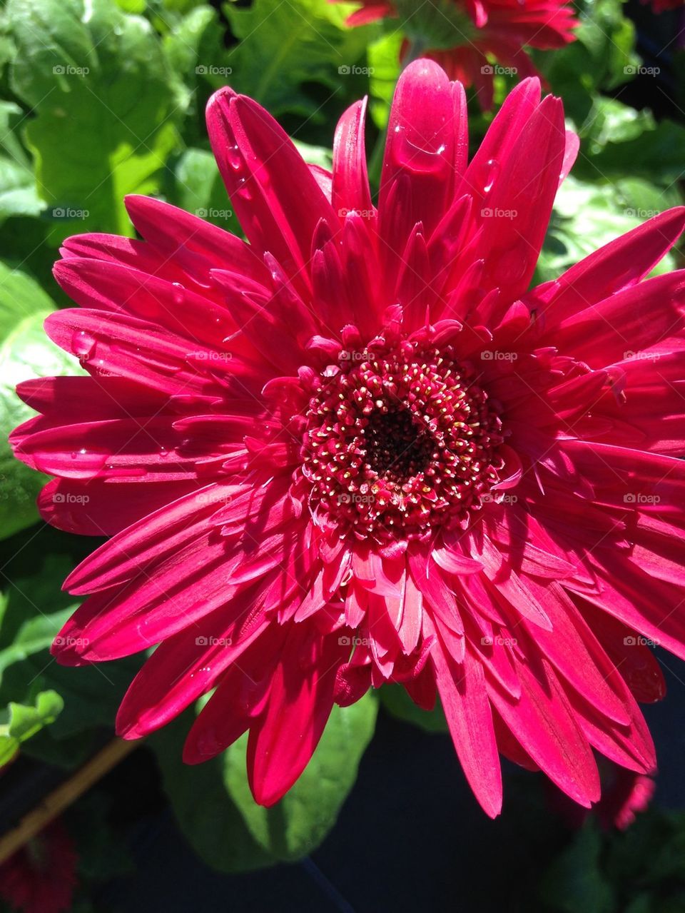 Close-up of sunflower