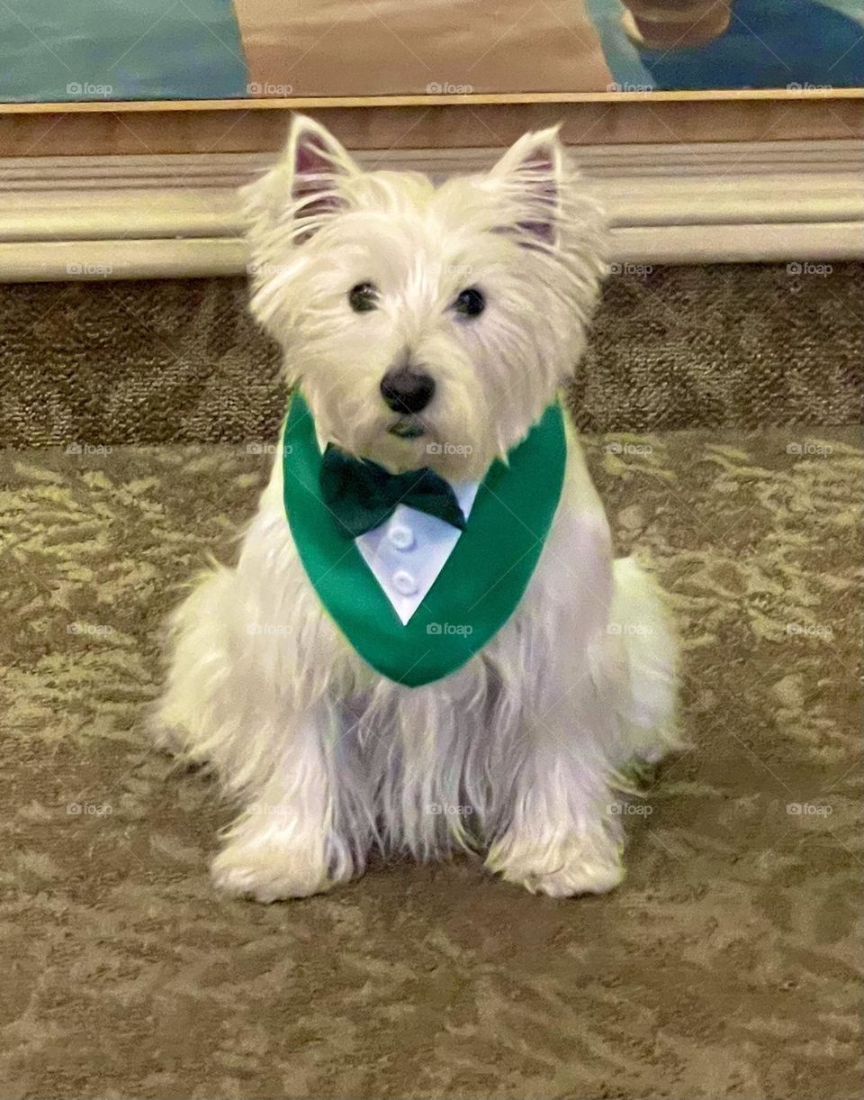 Saint Patrick’s day