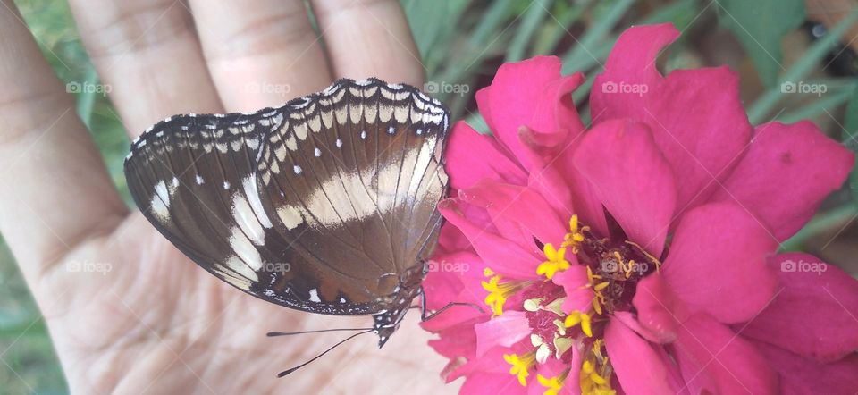 Beautiful butterfly on the flower