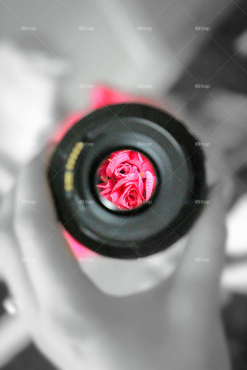 reflected pink roses thru a lens