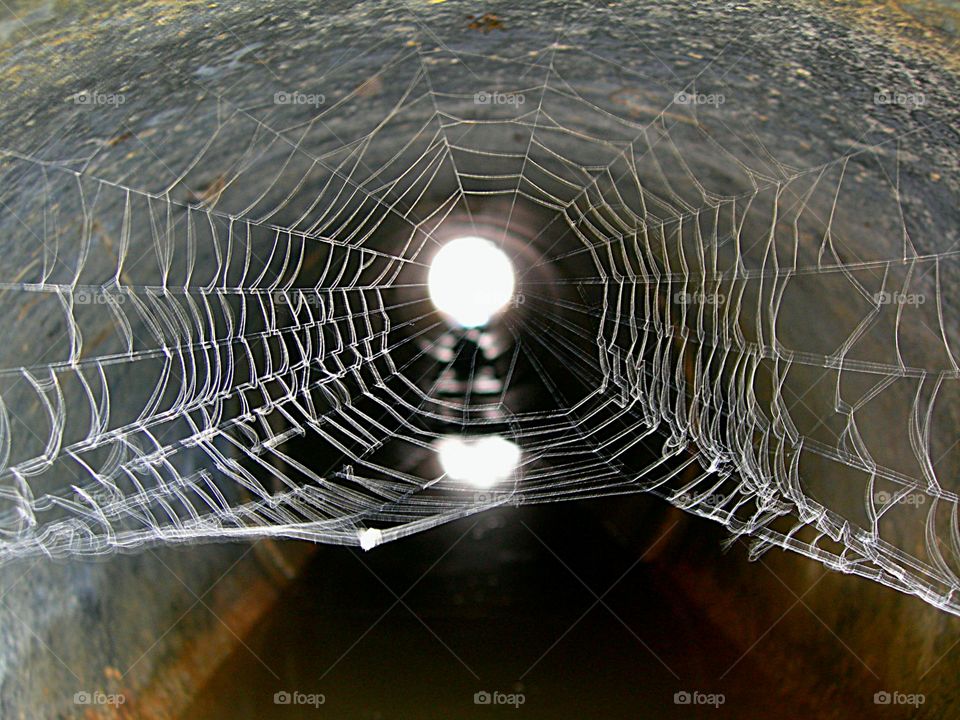 symmetrycal spider web