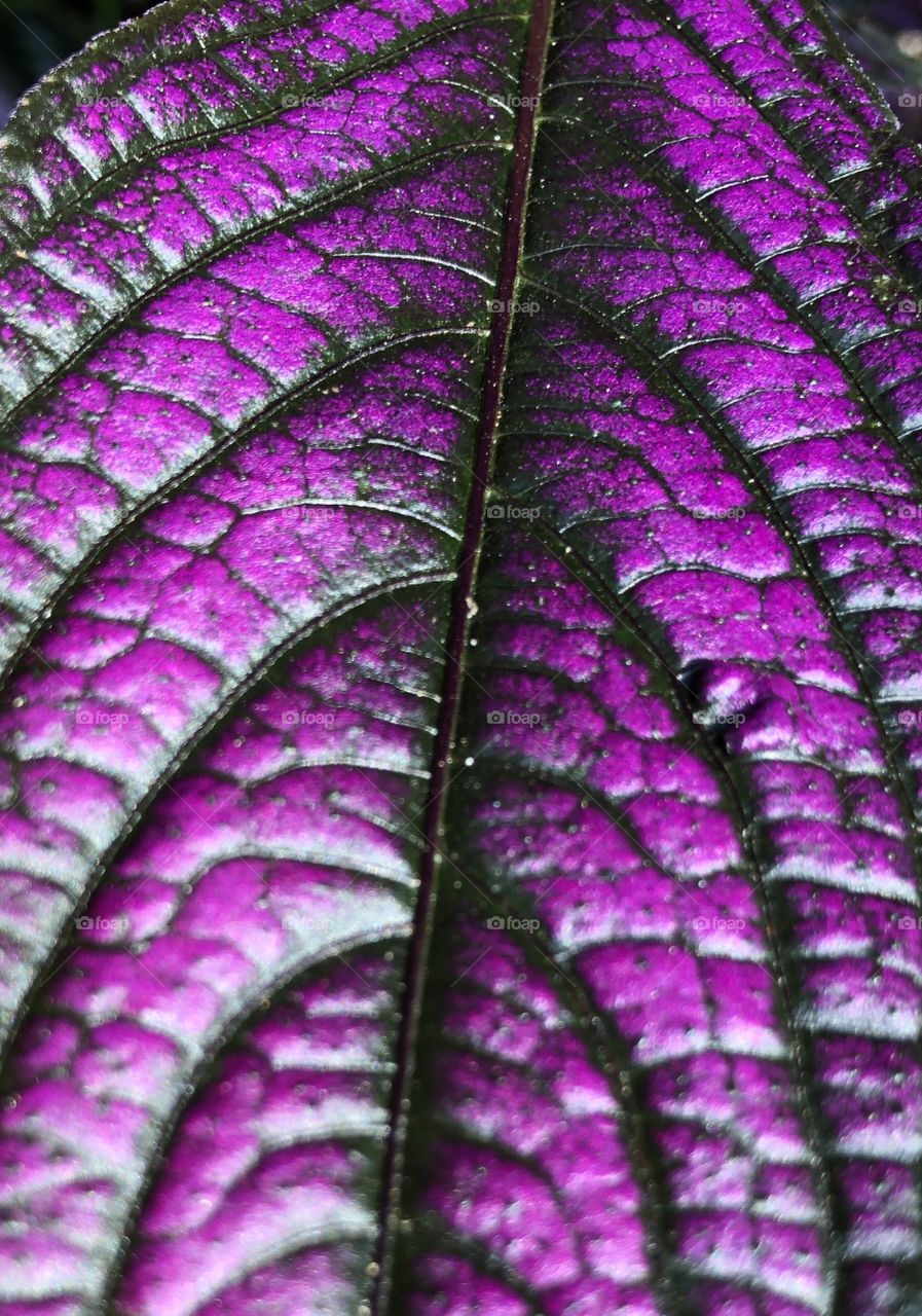 Persian shield royal purple plant