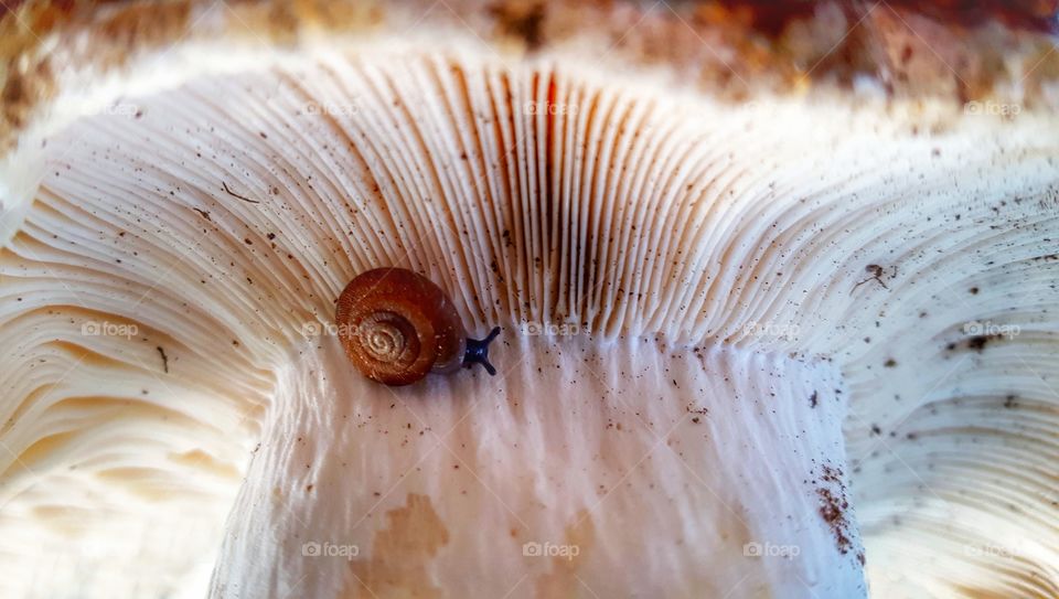 Snail on mushroom
