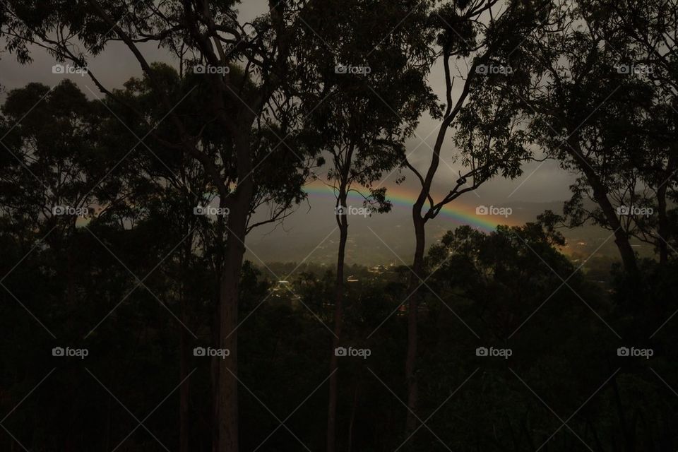 Rainbow through the trees