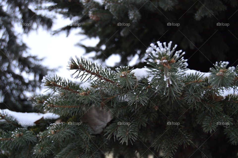 Spruce, tree, snow, needles, winter,