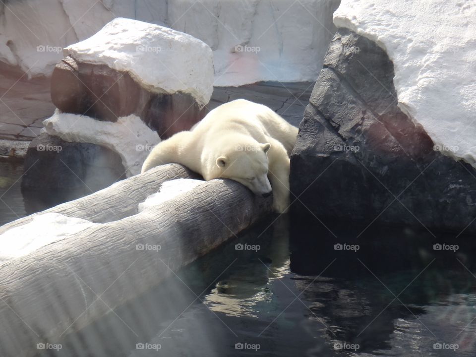 Bear thoughts. Polar bear sleeping 