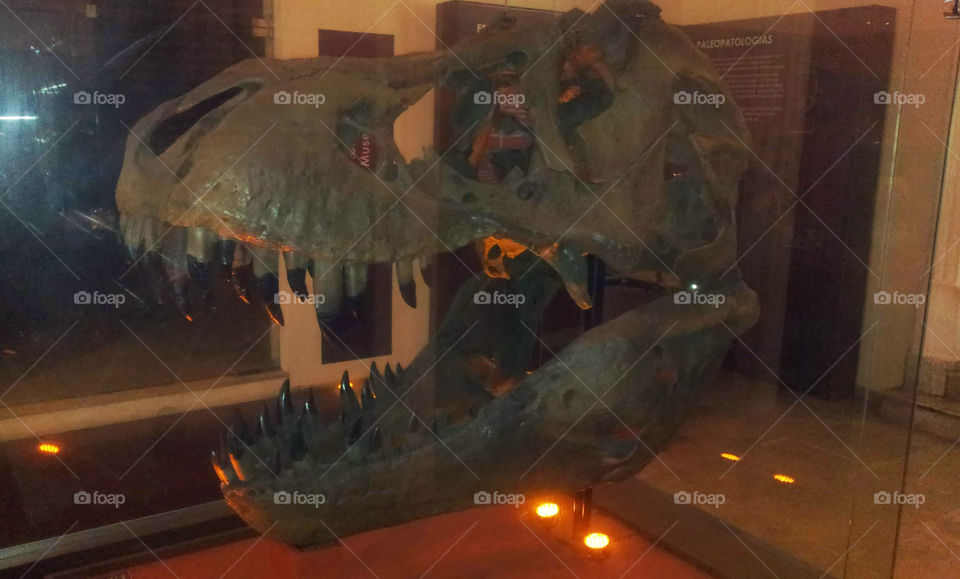 Fóssil de tiranossauro Rex do Museu Nacional no Rio de Janeiro, antes do incêndio.