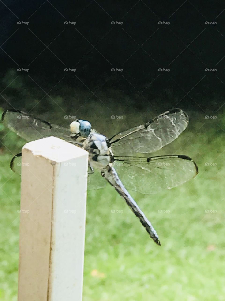 A beautiful dragonfly sits confidently on this white garden post in a green backyard. 