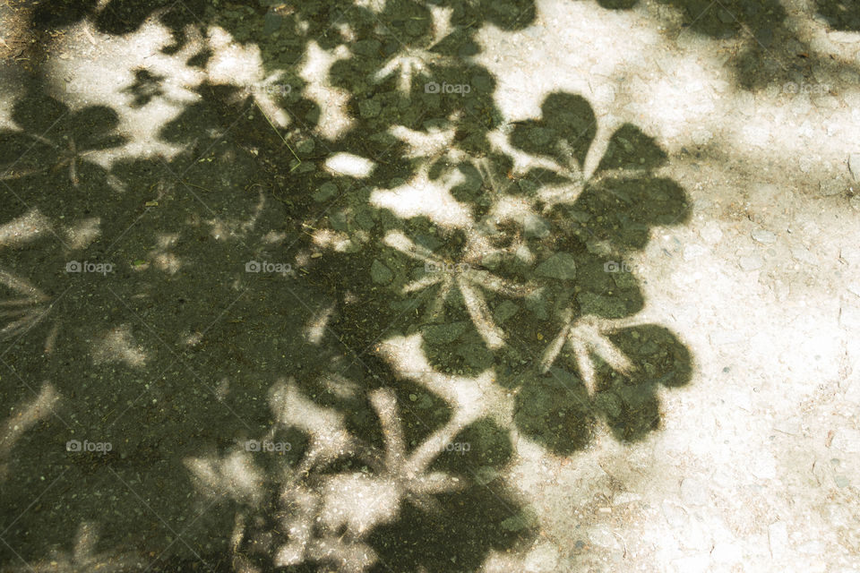 Shadows of green leaves of tree on the ground in park