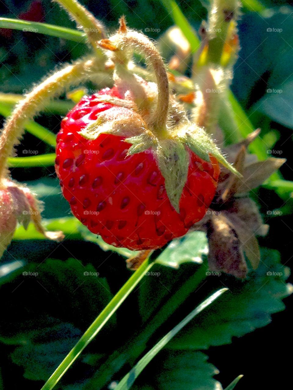Natural strawberry..the perfect summer fruit