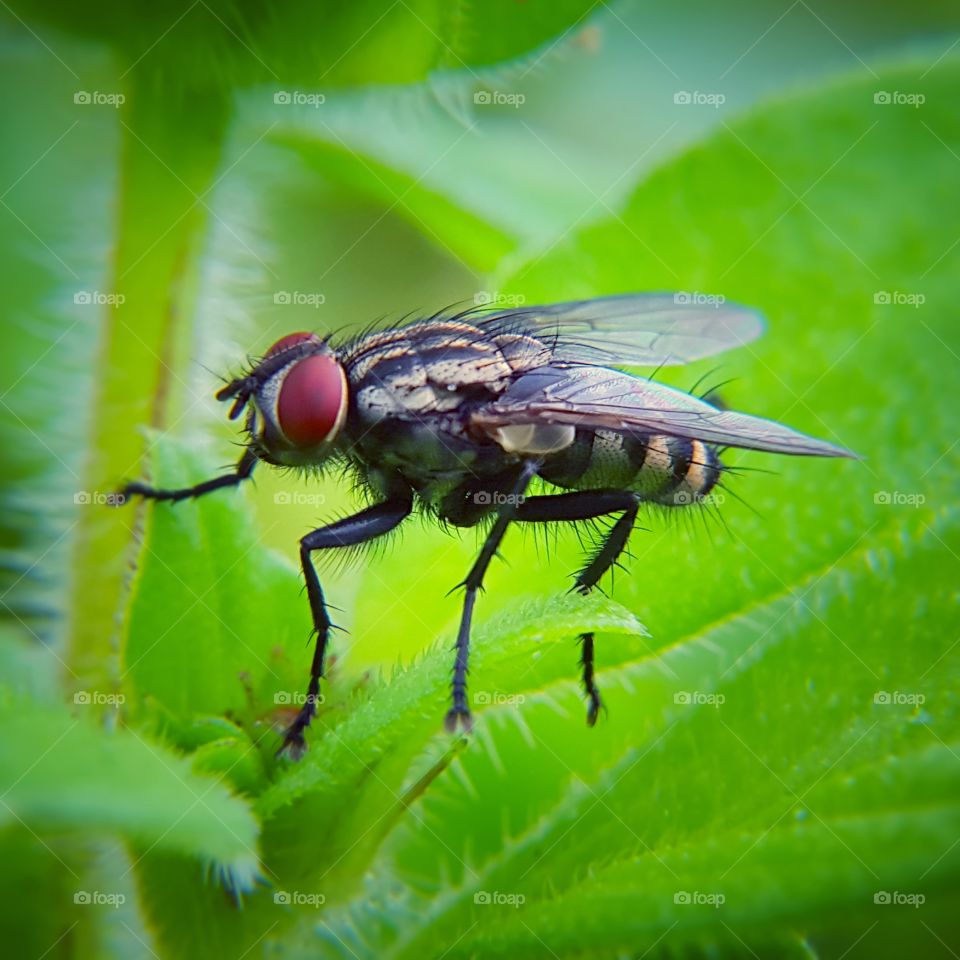 lalat macro