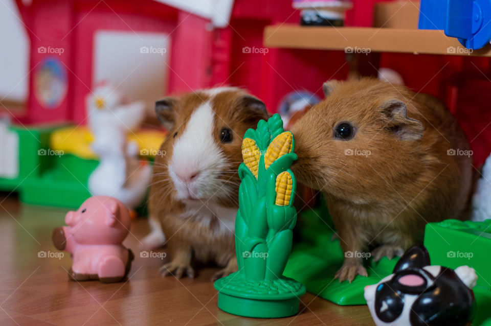 Close-up of guinea pigs and toys