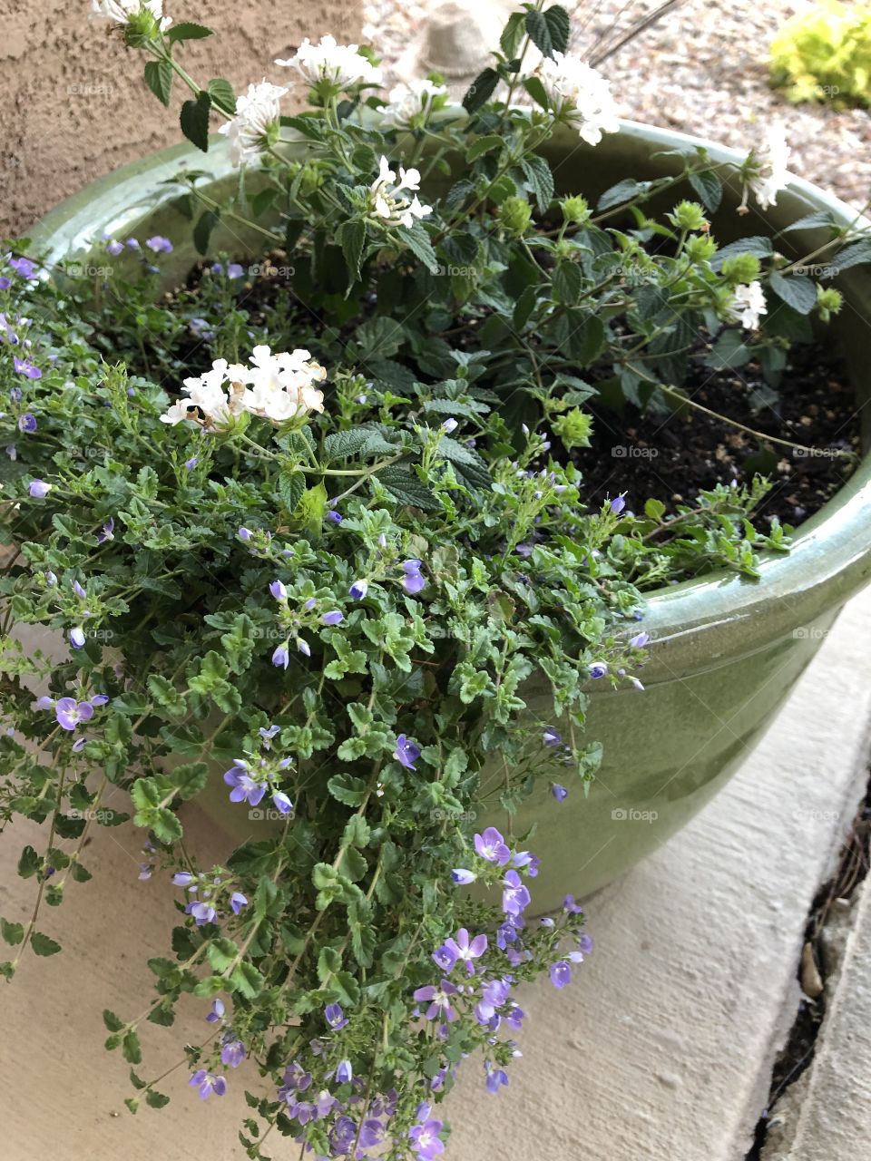 Pot with trailing foliage tiny purple flowrs