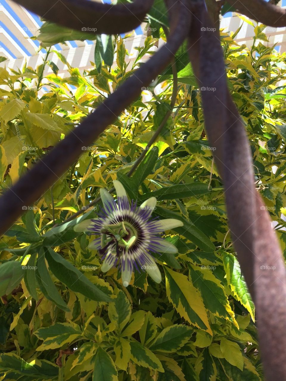 Passionflower behind iron gate