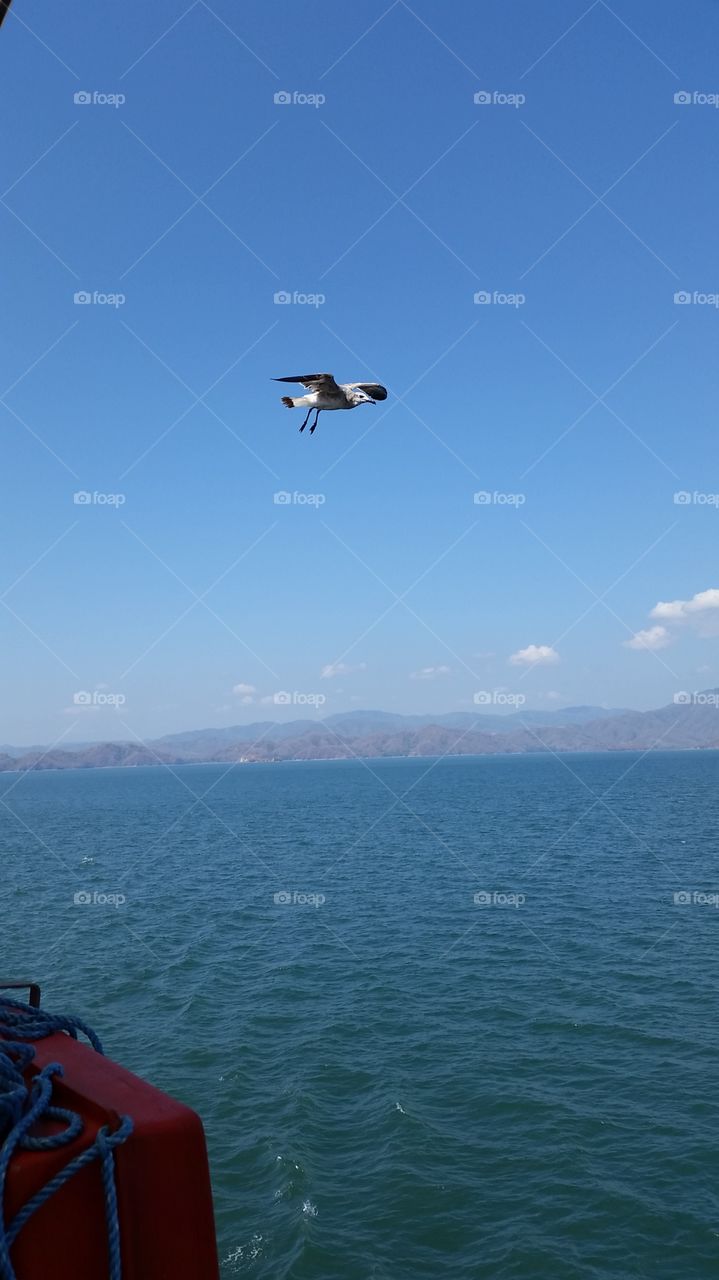 Seagull in mid flight over the ocean