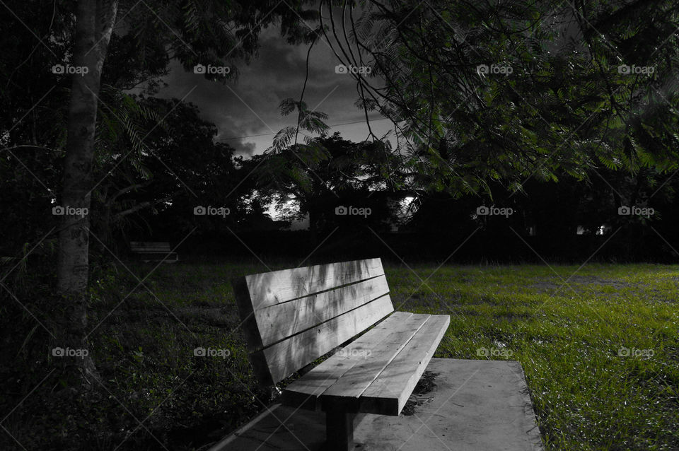 trees park bench greyscale by lilduval