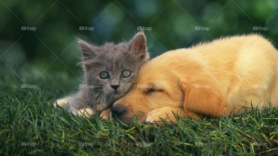 A cat with a dog