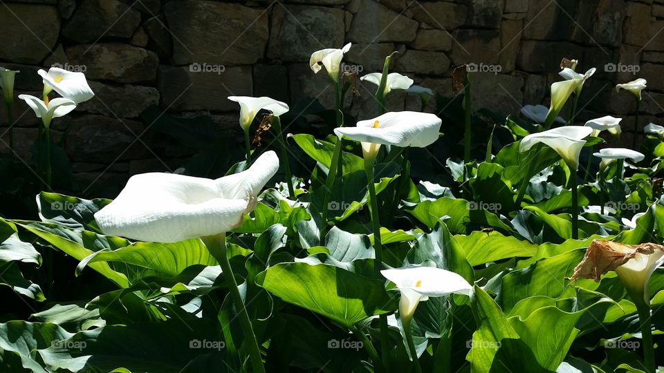 white calla lillies blooming in spring