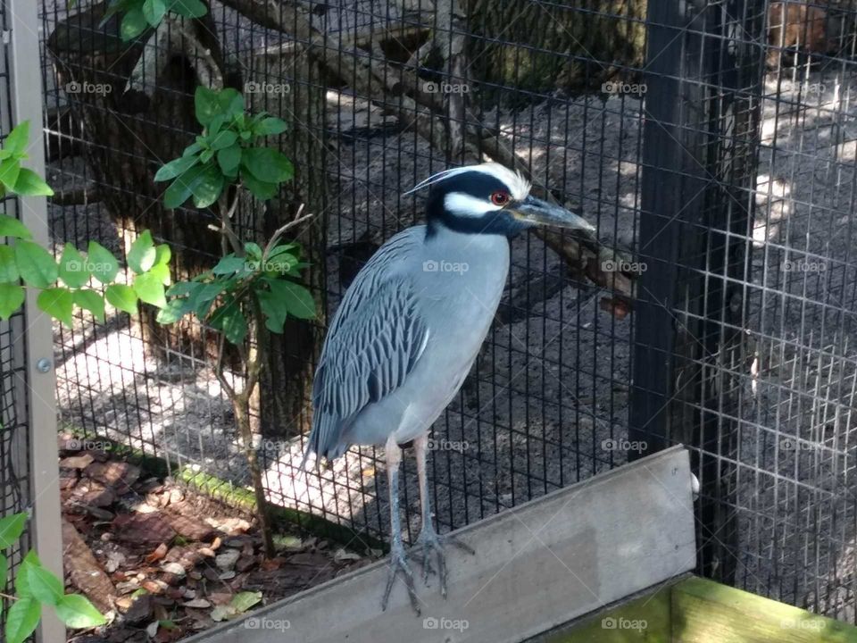 A heron sitting on a fence.
